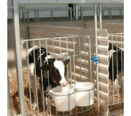 Выращивание молодняка